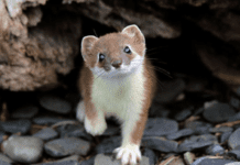 Животные Красной книги: почему трудно найти на Днепропетровщине горностая?