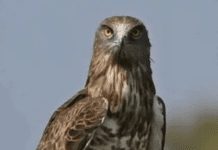 Животные Красной книги: полезный и редкий змееяд