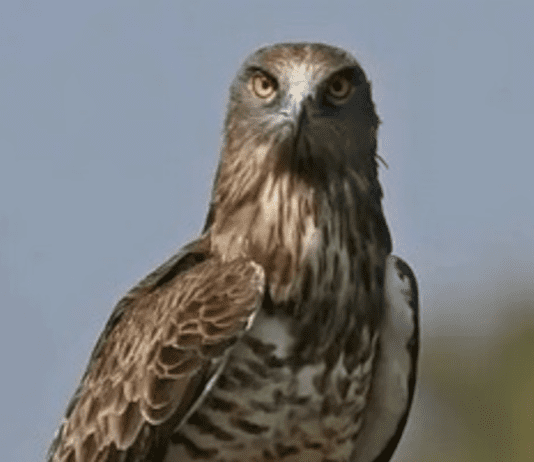 Животные Красной книги: полезный и редкий змееяд