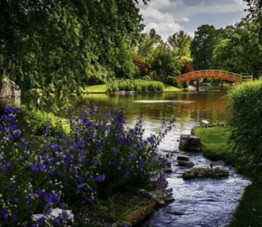 Какими растениями богата Днепропетровщина?