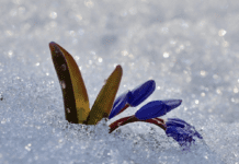 Подснежник — первоцвет, который украшает живописные ландшафты Днепропетровщины