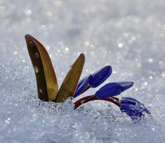 Подснежник — первоцвет, который украшает живописные ландшафты Днепропетровщины