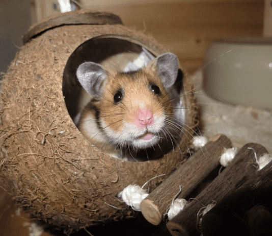 Кращі зоомагазини у місті Дніпро