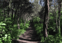 Долгинцевский дендропарк: зеленый оазис Днепропетровщины