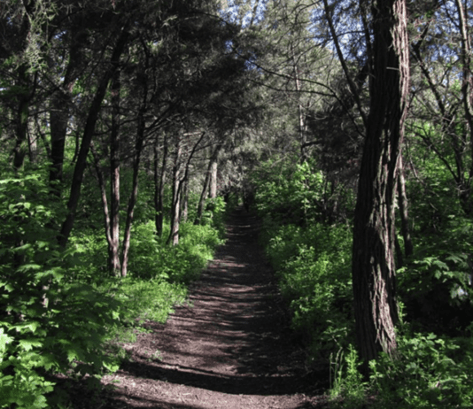 Довгинцівський дендропарк: зелена оаза Дніпропетровщини