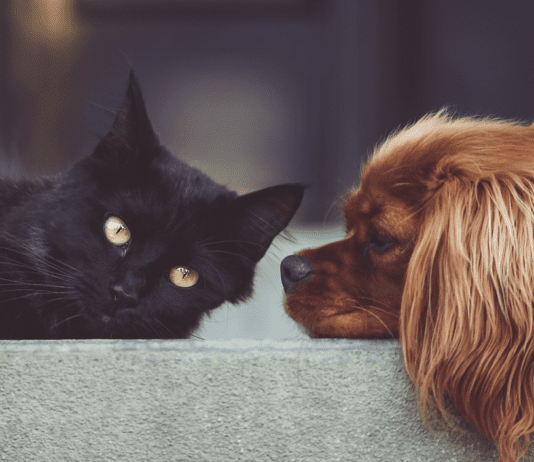 Кращі грумінг-салони у місті Дніпро