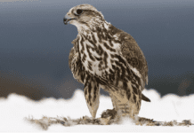 Животные и растения Днепропетровщины, занесенные в Красную книгу Украины