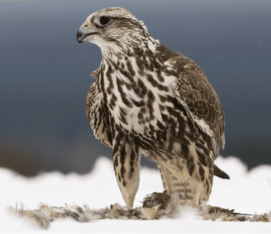 Тварини та рослини Дніпропетровщини, які занесені до Червоної книги України