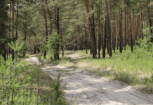 Самарский лес – чудо дикой природы