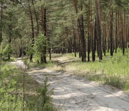 Самарський ліс – диво дикої природи
