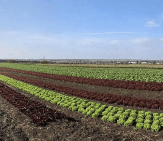 Сміливі рішення фермерок Дніпропетровщини Євгенії Молчанової та Аліни Скрипник