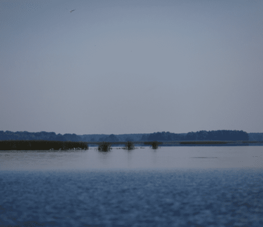 Як врятувати річку Дніпро від цвітіння?