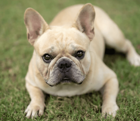 Друг человека: самые популярные породы собак среди днепрян