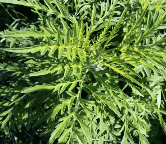 Как контролировать распространение вредоносных растений в Днепре и регионе?