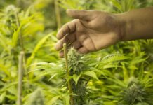Реально ли в домашних условиях вырастить коноплю? Развенчиваем мифы о растении