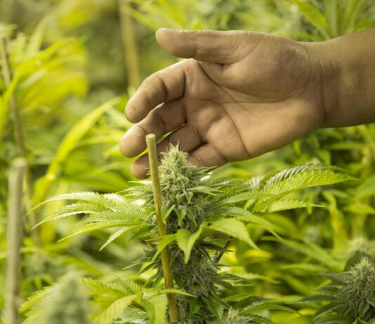 Реально ли в домашних условиях вырастить коноплю? Развенчиваем мифы о растении