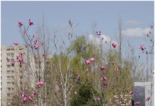 Проект “Зеленый Днепр”: как город возвращает себе дыхание