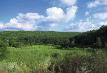 Комиссаровский лес среди степной природы