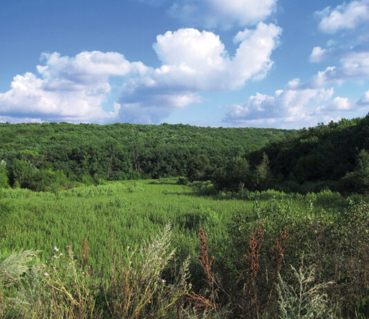 Комісарівський ліс серед степової природи