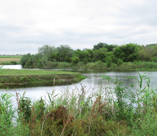 Андріївський ліс: зелений спадок Андрія Макаренка