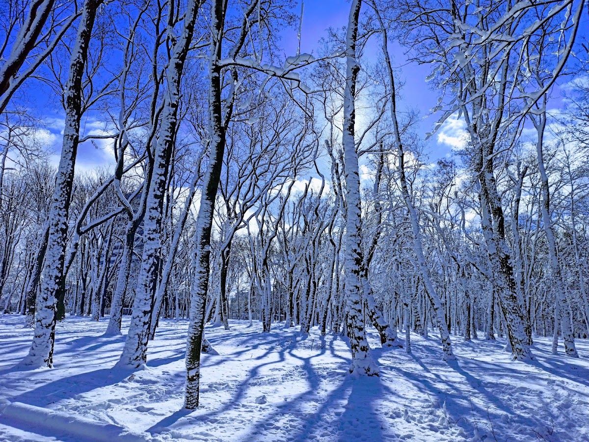 Студентський парк — Park